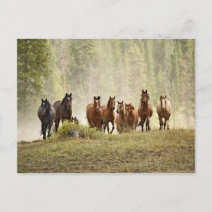 Carte Postale Chevaux franchissant une petite colline lors d'une