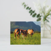 Carte Postale Chevaux hawaïens (Debout devant)