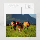 Carte Postale Chevaux hawaïens (Devant / Derrière)