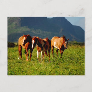 Carte Postale Chevaux hawaïens