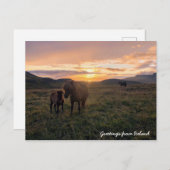 Carte Postale chevaux islandais - (Devant / Derrière)