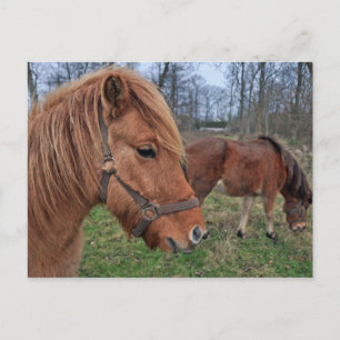 Carte Postale Chevaux islandais