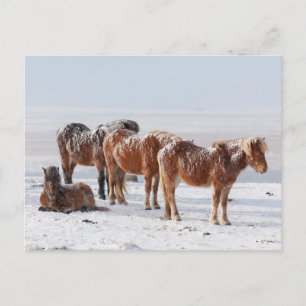 Carte Postale Chevaux islandais couverts de neige
