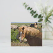 Carte Postale Chevaux islandais dans le nord-est de l'Islande (Debout devant)