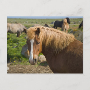 Carte Postale Chevaux islandais dans le nord-est de l'Islande.