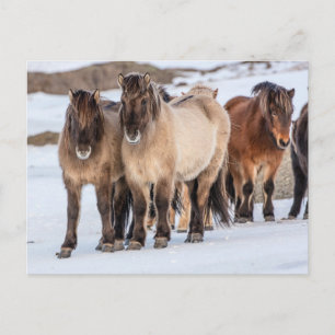 Carte Postale Chevaux islandais en hiver près de Hofn, Islande