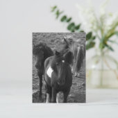 Carte Postale Chevaux islandais IV (Debout devant)