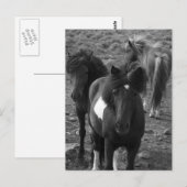 Carte Postale Chevaux islandais IV (Devant / Derrière)