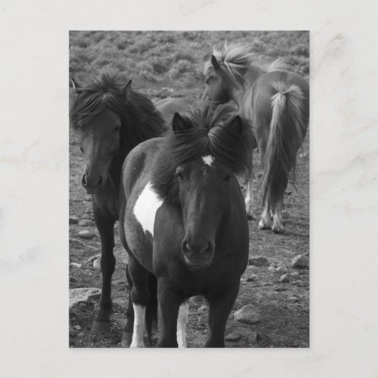 Carte Postale Chevaux islandais IV (Devant)