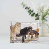 Carte Postale Chevaux islandais majestueux (Debout devant)