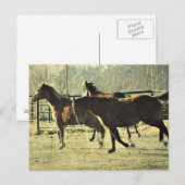 Carte Postale Chevaux joyeux (Devant / Derrière)