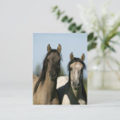 Carte Postale Chevaux Kiger Mustang Se tenant debout (Debout devant)