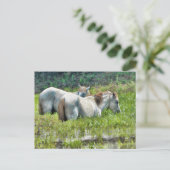 Carte Postale Chevaux le long de l'Amazonie (Debout devant)