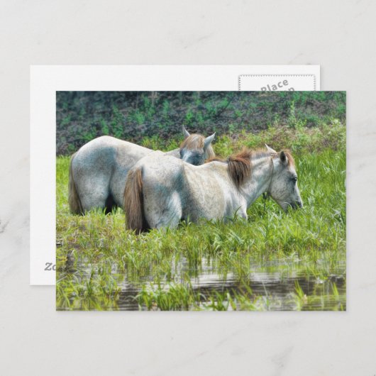Carte Postale Chevaux le long de l'Amazonie (Devant / Derrière)