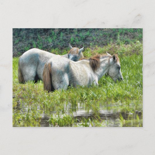 Carte Postale Chevaux le long de l'Amazonie (Devant)