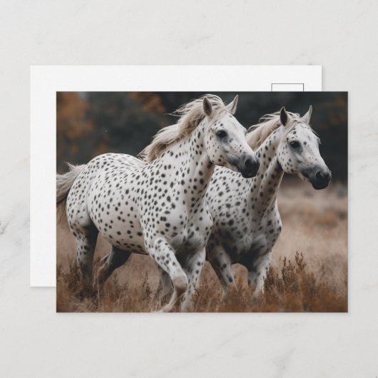 Carte Postale Chevaux Leopard Appaloosa Galloping (Devant / Derrière)