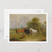 Carte Postale Chevaux : Mares et poulains dans un champ (huile s (Devant / Derrière)