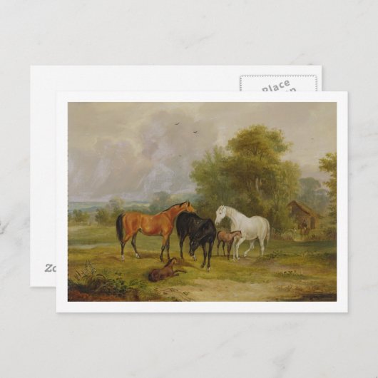 Carte Postale Chevaux : Mares et poulains dans un champ (huile s (Devant / Derrière)