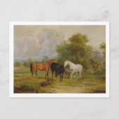 Carte Postale Chevaux : Mares et poulains dans un champ (huile s (Devant)