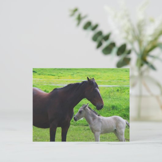Carte postale Chevaux mignons (Debout devant)