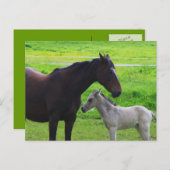 Carte postale Chevaux mignons (Devant / Derrière)