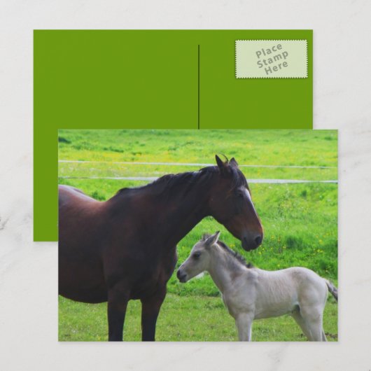 Carte postale Chevaux mignons (Devant / Derrière)