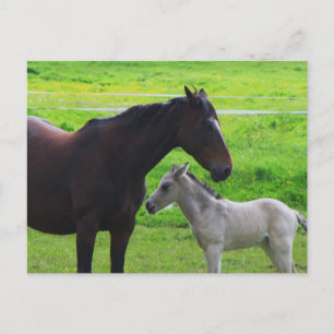 Carte postale Chevaux mignons