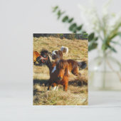 Carte Postale Chevaux miniatures Brown en marche (Debout devant)