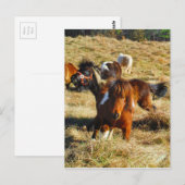 Carte Postale Chevaux miniatures Brown en marche (Devant / Derrière)