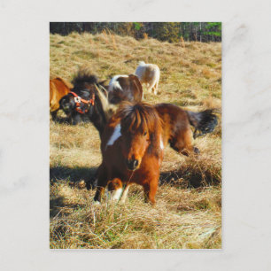 Carte Postale Chevaux miniatures Brown en marche
