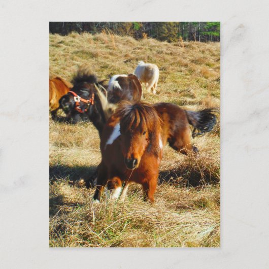 Carte Postale Chevaux miniatures Brown en marche (Devant)