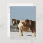 Carte Postale Chevaux miniatures debout dans la neige (Devant / Derrière)