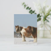 Carte Postale Chevaux miniatures debout dans la neige (Debout devant)