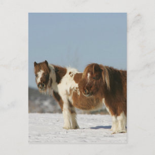 Carte Postale Chevaux miniatures debout dans la neige