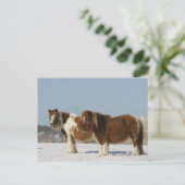 Carte Postale Chevaux miniatures debout dans la neige (Debout devant)