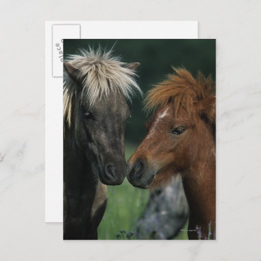 Carte Postale Chevaux miniatures Touchant (Devant / Derrière)