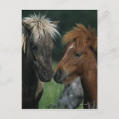 Carte Postale Chevaux miniatures Touchant (Devant)