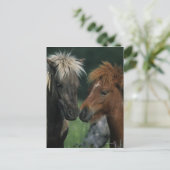 Carte Postale Chevaux miniatures Touchant (Debout devant)