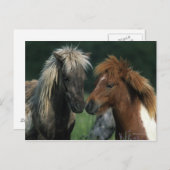 Carte Postale Chevaux miniatures Touchant (Devant / Derrière)