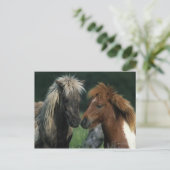 Carte Postale Chevaux miniatures Touchant (Debout devant)