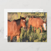 Carte Postale Chevaux Mustang Sauvages (Devant / Derrière)