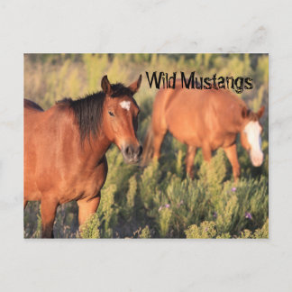 Carte Postale Chevaux Mustang Sauvages