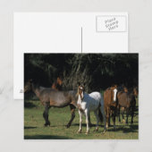 Carte Postale Chevaux Mustang Sauvages 1 (Devant / Derrière)