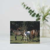 Carte Postale Chevaux Mustang Sauvages 1 (Debout devant)