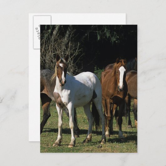 Carte Postale Chevaux Mustang Sauvages 1 (Devant / Derrière)