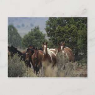 Carte Postale Chevaux Mustang Sauvages 2