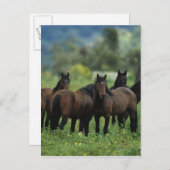 Carte Postale Chevaux Mustang Sauvages 3 (Devant / Derrière)