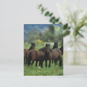 Carte Postale Chevaux Mustang Sauvages 3 (Debout devant)