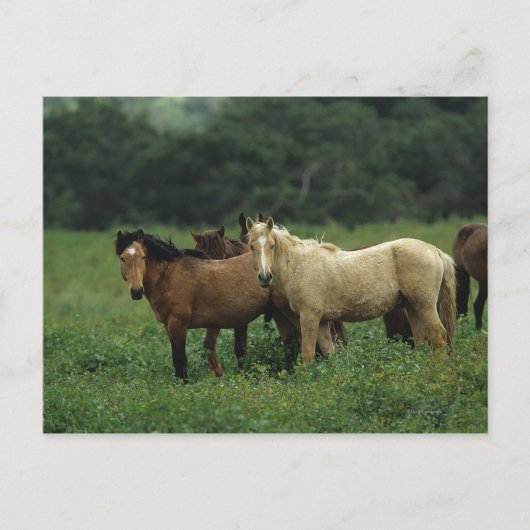 Carte Postale Chevaux Mustang Sauvages 4 (Devant)