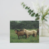 Carte Postale Chevaux Mustang Sauvages 4 (Debout devant)